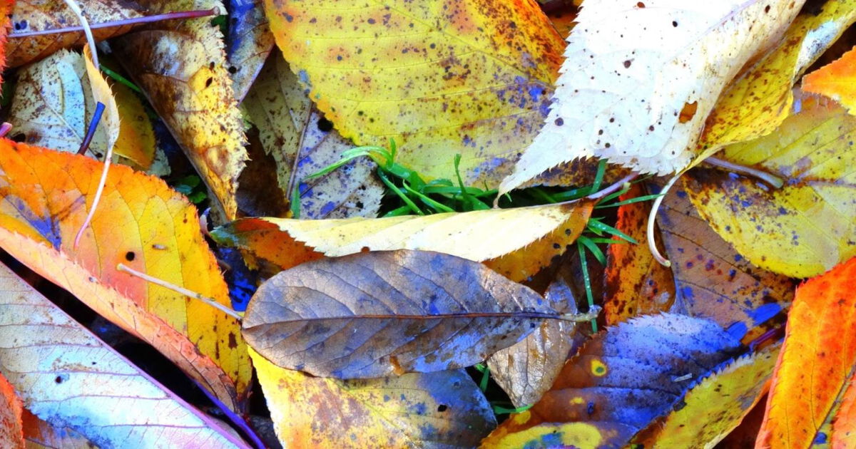 Herbstblues Ade! 9 Tipps Was Du Dagegen Tun Kannst | Noack Coaching